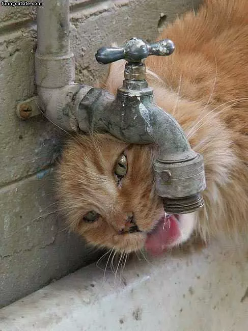 Cat Drinks From Faucet