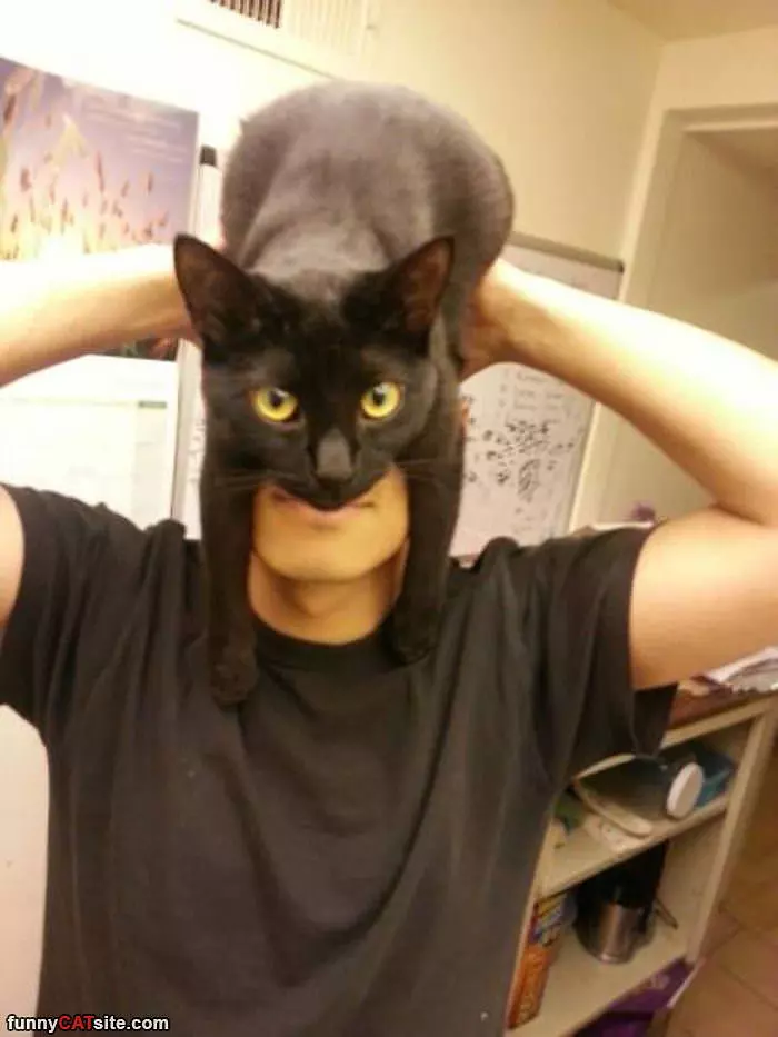 I Am A Cat Hat