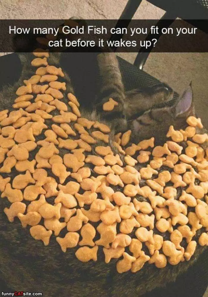 How Many Goldfish