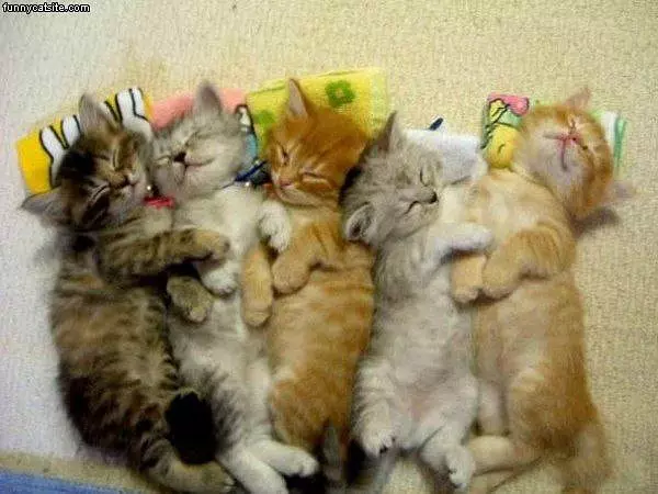 Pile Of Kittens