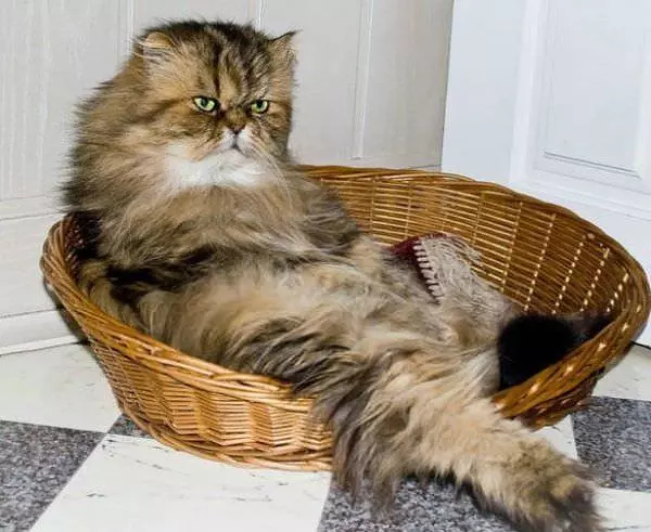 Basket Cat Doesnt Care