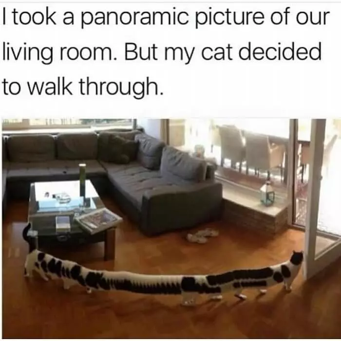 Panoramic Cat