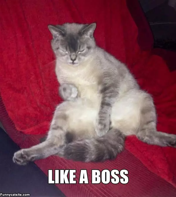 Like A Boss Cat