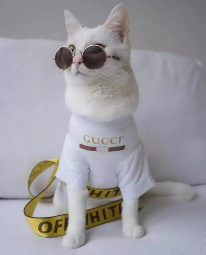 The Gucci Cat