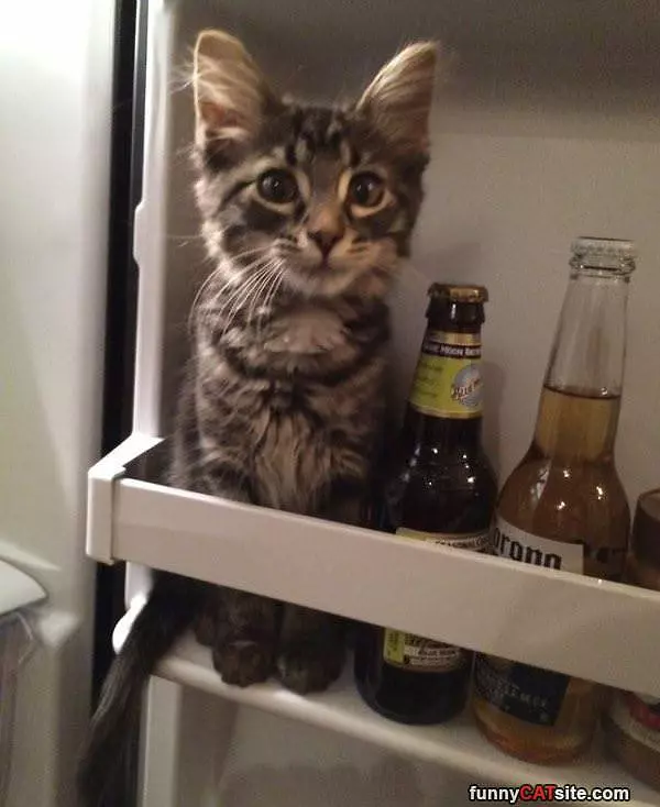Cat Beer