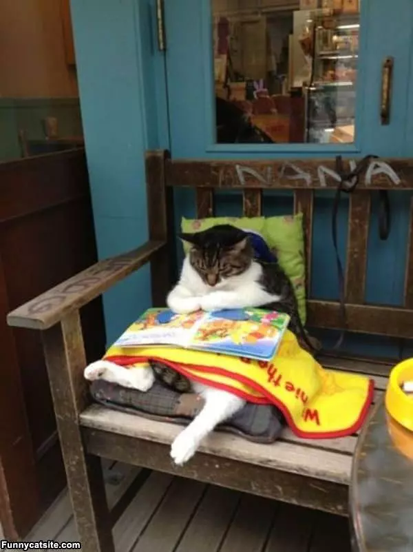 Cat Reading A Book