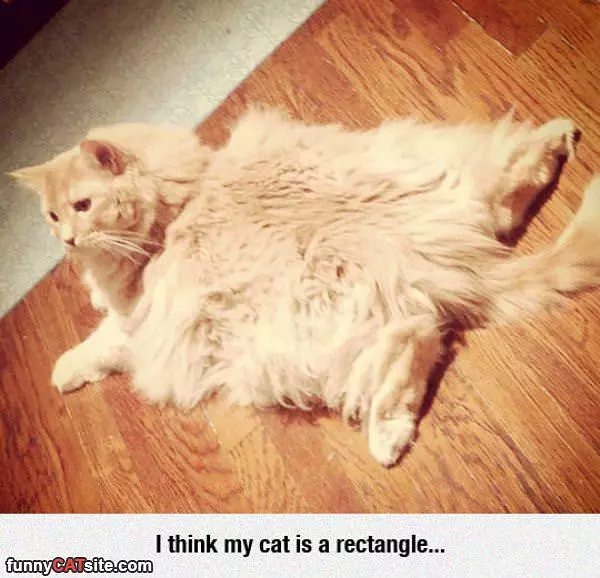 Rectangle Cat