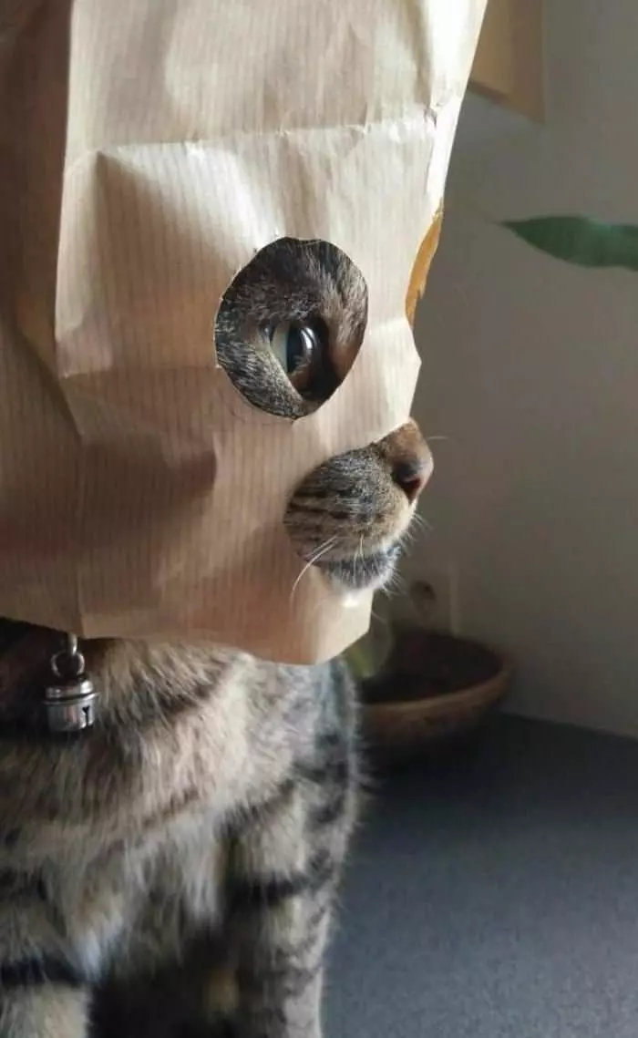 Paper Bag Cat