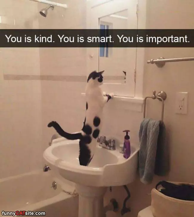 Motivational Cat