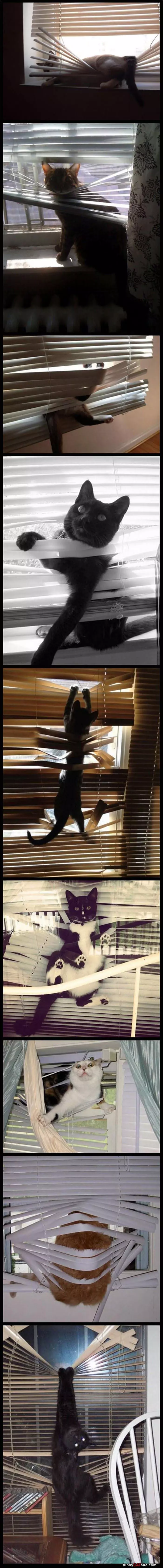 Cats Loving The Blinds