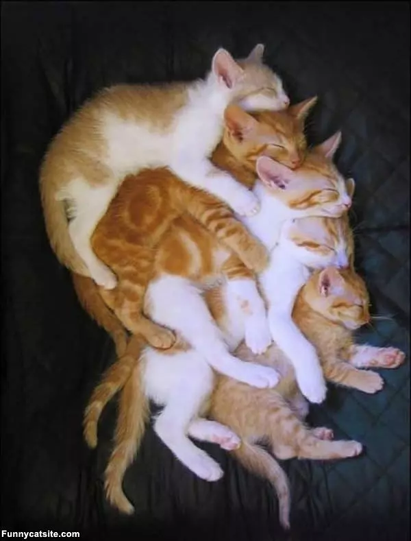 Large Stack Of Cats