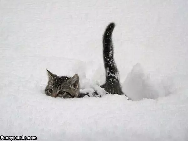 Kitty In The Snow