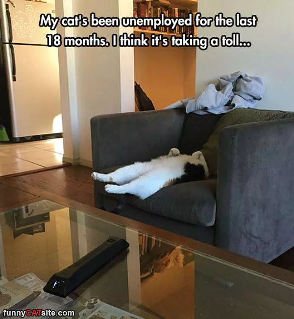 Unemployed Cat