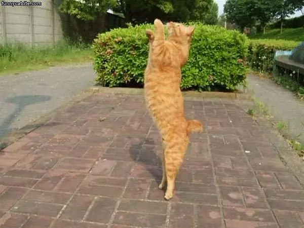 Cat Reach