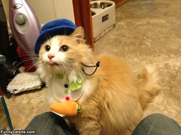 Its My Cat Hat