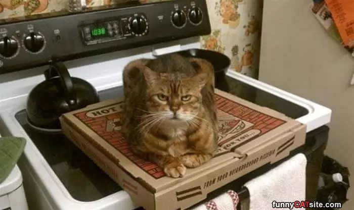 I Am Guarding The Pizza