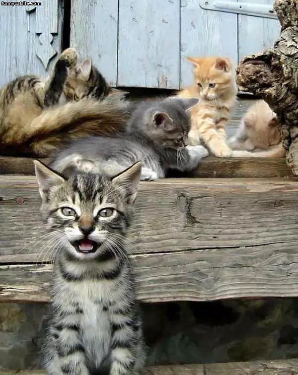The Kitten Army