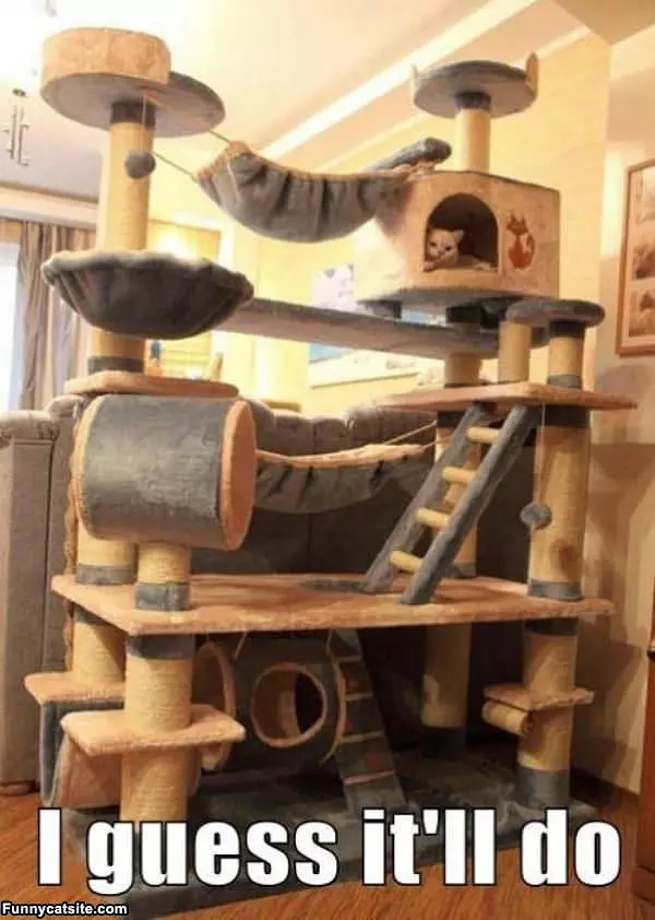 Cat Playground