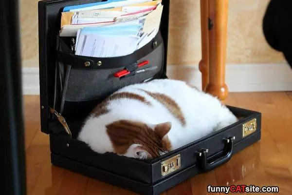 Briefcase Cat