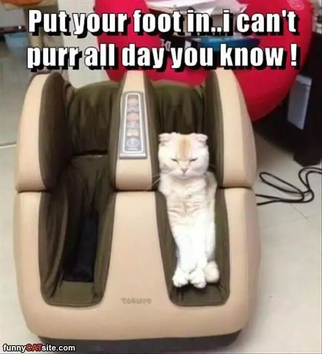 Cant Purr All Day You Know