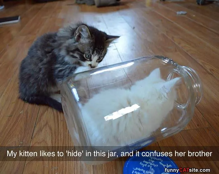 The Jar Cat