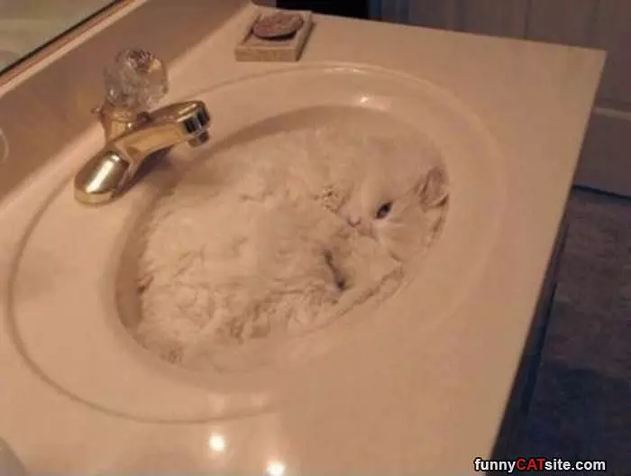 A Sink Of Cat