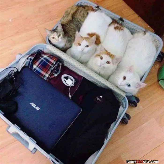 We Are In The Suitcase