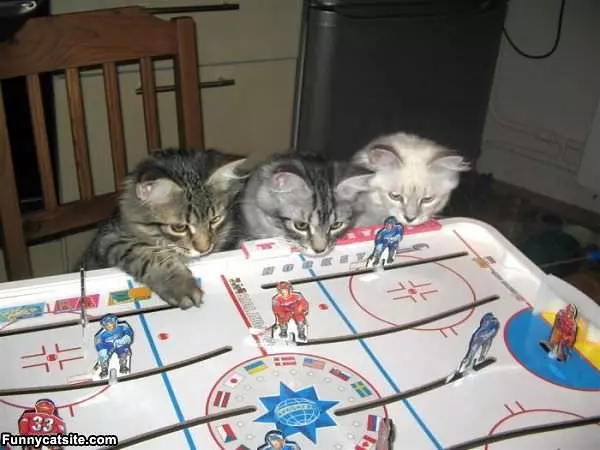 Hockey Cats