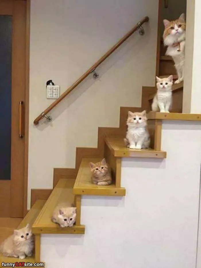 Cats Up The Stairs