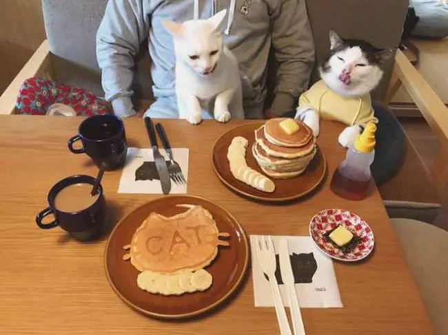 The Cat Breakfast