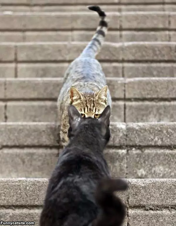 A Cat Standoff