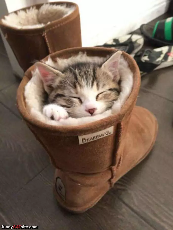 The Boot Cat