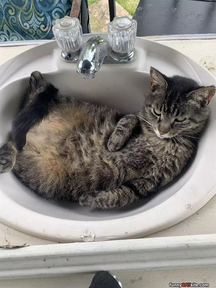 Cats In A Sink
