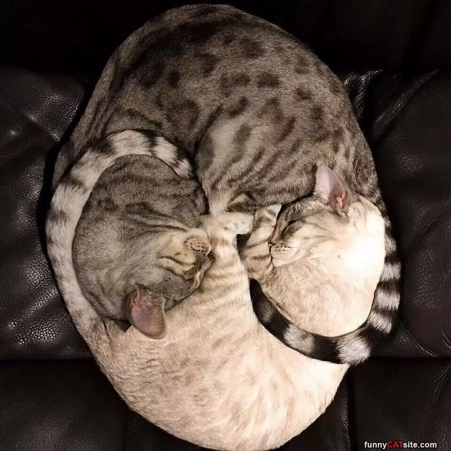 A Cat Circle