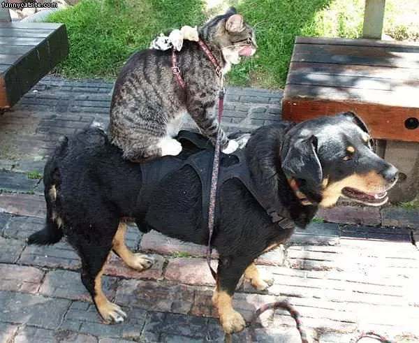 Cat Rides Dog