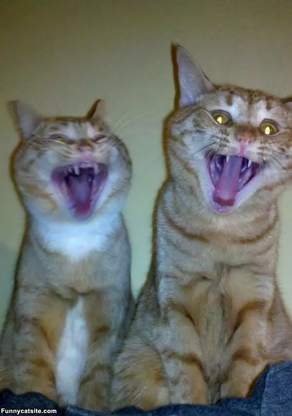 Cats Loling