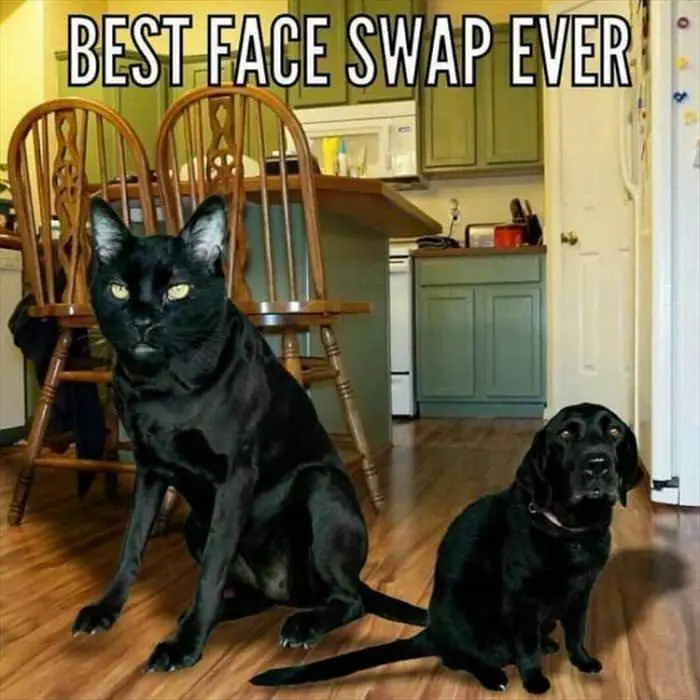 Best Face Swap Ever