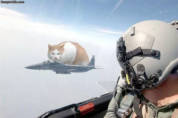 Jet Fighter Cat
