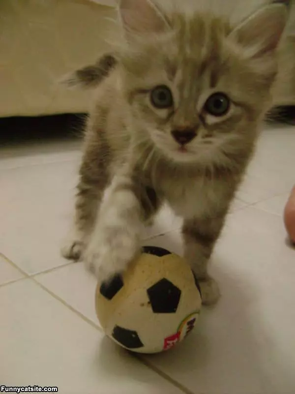 Soccer Kitten