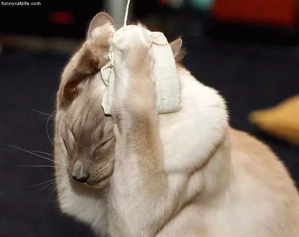 Cat Coverin Ears 2