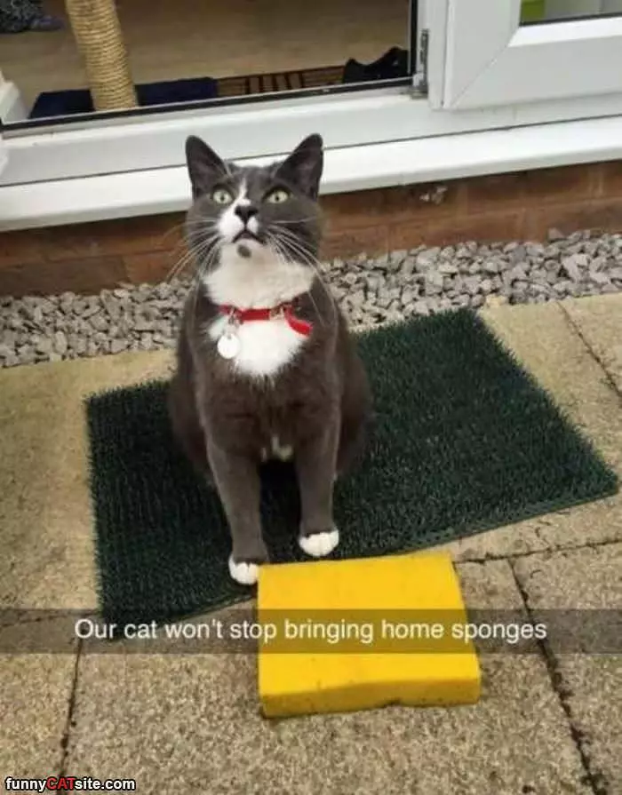Cat Brings Home Sponges