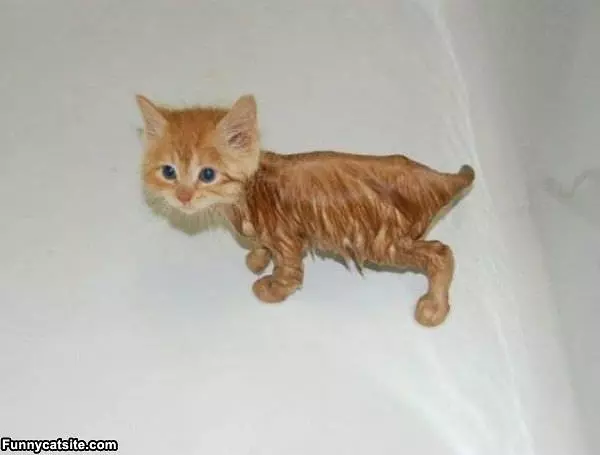 Soaked Cute Little Kitten