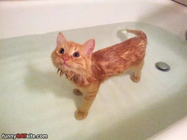 Taking A Little Bath