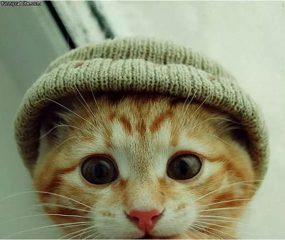Nice Hat Cat