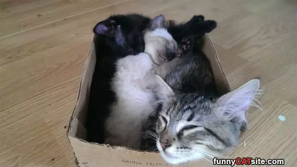 A Box Full Of Sleepy Ones
