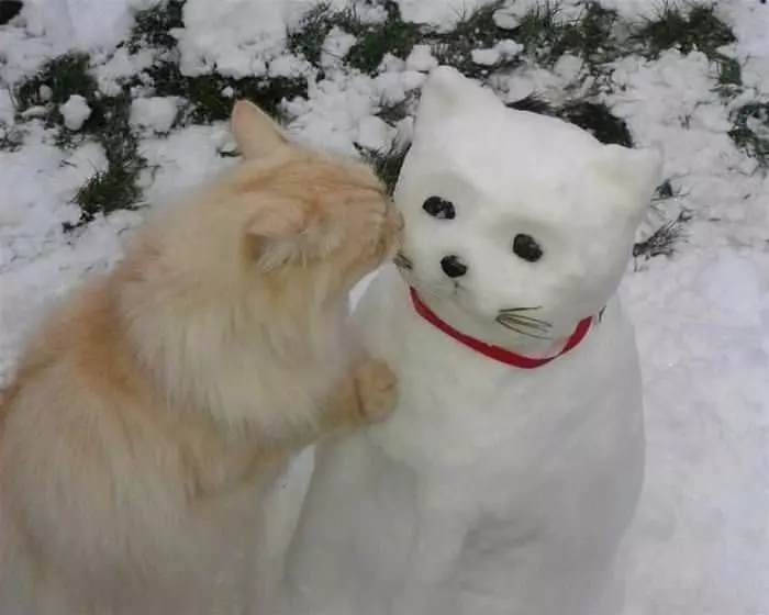 Hello Snow Cat