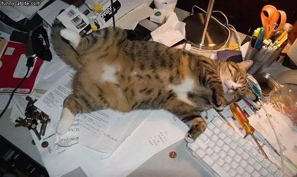 Cat Passed Out On Desk