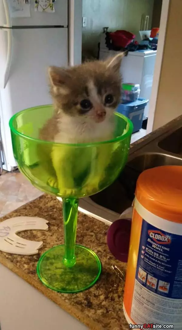 One Glass Of Kitten