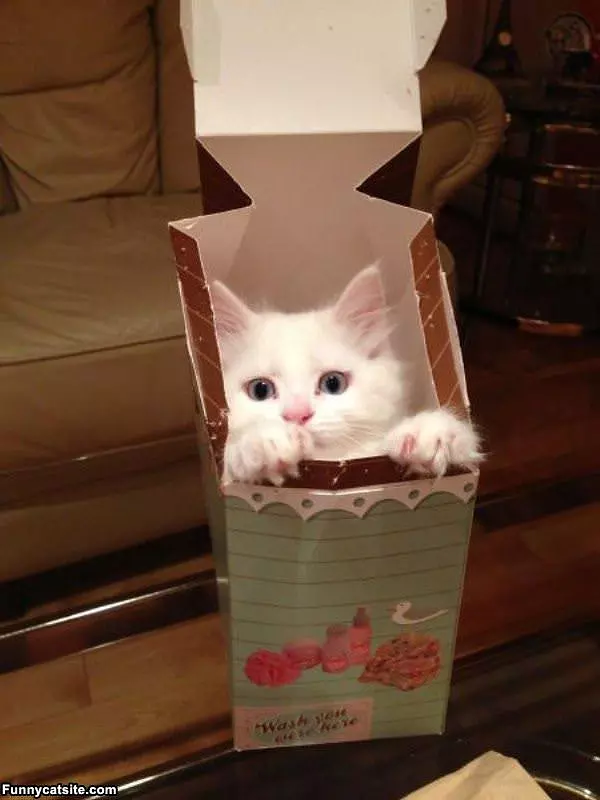 One Box Of Kitten