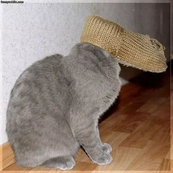 Cat In Disguise